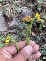 Verbesina tetraptera