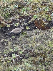 Metriopelia melanoptera