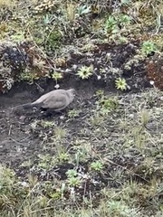 Metriopelia melanoptera