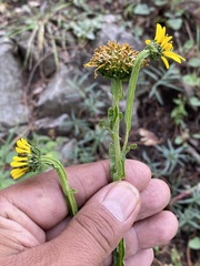 Verbesina tetraptera