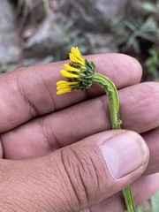 Verbesina tetraptera