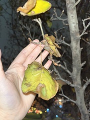 Pyrus