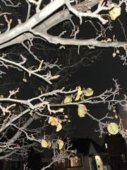 Pyrus