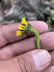 Verbesina tetraptera