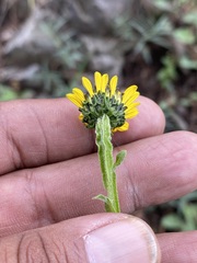Verbesina tetraptera