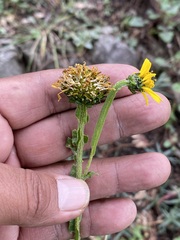 Verbesina tetraptera
