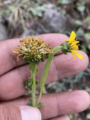 Verbesina tetraptera