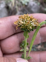 Verbesina tetraptera