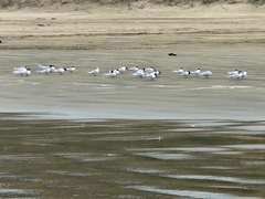 Sterna striata striata