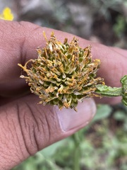 Verbesina tetraptera