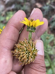 Verbesina tetraptera