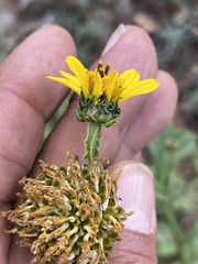 Verbesina tetraptera