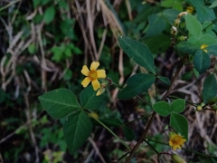 Oxalis acuminata