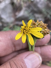 Verbesina tetraptera