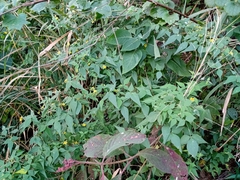 Oxalis acuminata