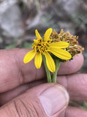 Verbesina tetraptera