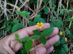Oxalis acuminata
