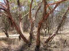 Eucalyptus efflorescens