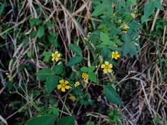 Oxalis acuminata