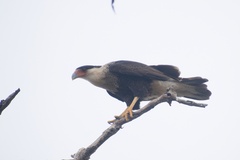 Caracara plancus cheriway