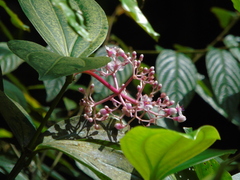 Medinilla speciosa