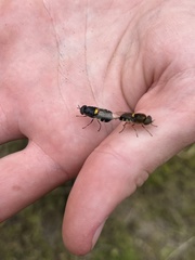 Odontomyia hunteri