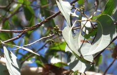 Eucalyptus hallii