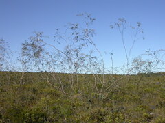 Eucalyptus pendens