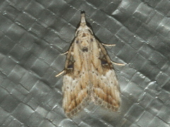 Nola biguttalis
