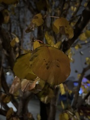 Pyrus communis