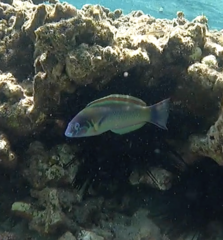 Thalassoma genivittatum