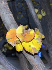 Pyrus communis
