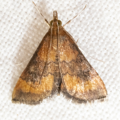 Pyrausta rubricalis
