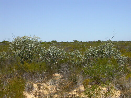 Eucalyptus pallida