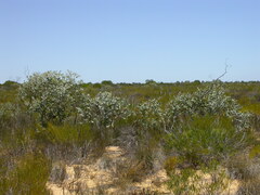 Eucalyptus pallida