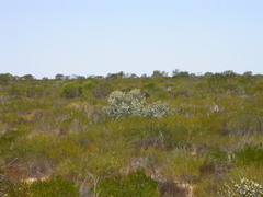 Eucalyptus pallida