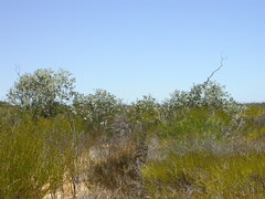 Eucalyptus pallida