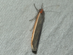 Palaeosia bicosta