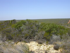 Eucalyptus zopherophloia