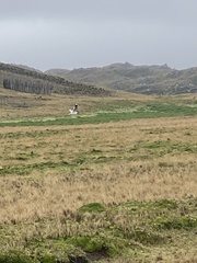 Chroicocephalus serranus