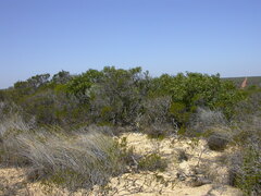 Eucalyptus zopherophloia