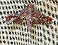 Eutelia apithana