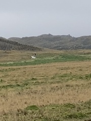 Chroicocephalus serranus