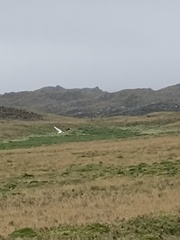 Chroicocephalus serranus