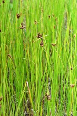 Bolboschoenus caldwellii