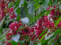 Saucerottia hoffmanni