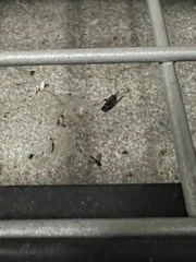 Gryllodes sigillatus