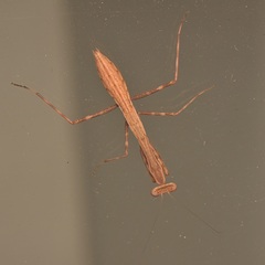 Miomantidae