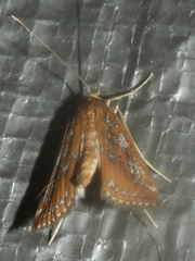 Parapoynx tullialis