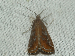 Parapoynx tullialis